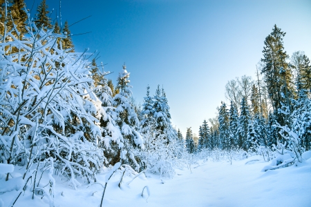 winter landscape with the forest covered with snowの写真素材