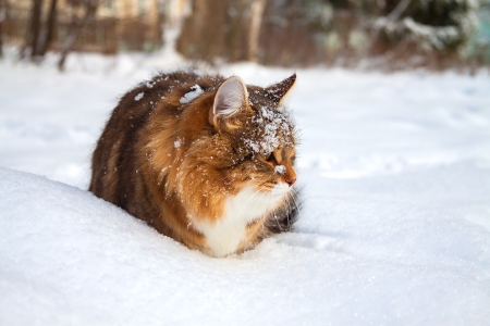 the beautiful cat on sits on snowの写真素材