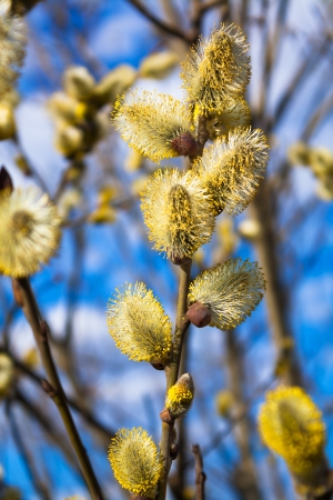 branches of a willow blossom in the spring against the blue skyの写真素材