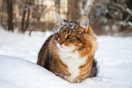 the beautiful cat on sits on snowの写真素材