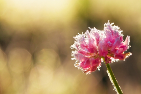 abstract background from a flower clover covered with hoarfrostの写真素材