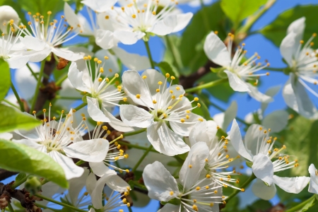 agriculture blossoming of flowers of cherry on a tree  springの写真素材