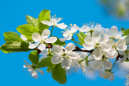 agriculture blossoming of flowers of cherry on a tree  springの写真素材