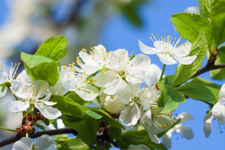 agriculture blossoming of flowers of cherry on a tree  springの写真素材
