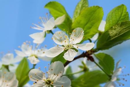 agriculture blossoming of flowers of cherry on a tree  springの写真素材