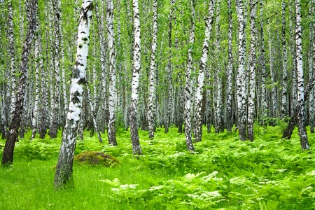 beautiful summer landscape with the forest and green grassの写真素材