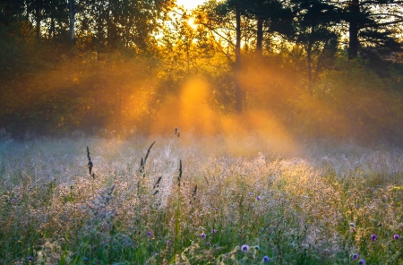 beautiful sunrise over a summer blossoming meadowの写真素材