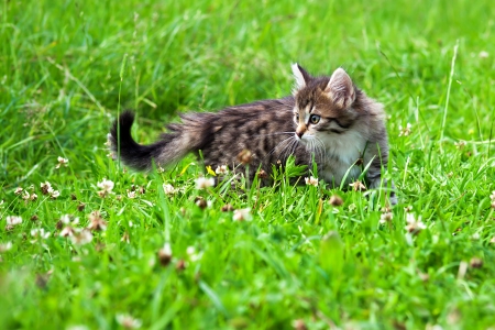 the fluffy beautiful kitten plays in a green grassの写真素材