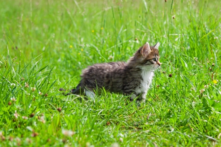 the fluffy beautiful kitten plays in a green grassの写真素材