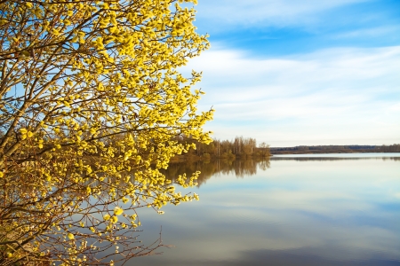 beautiful spring landscape with a blossoming tree and the riverの写真素材