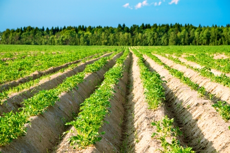 beautiful rural landscape with a potato fieldの写真素材