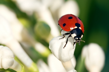 the ladybug creeps on white flowers in the springの写真素材