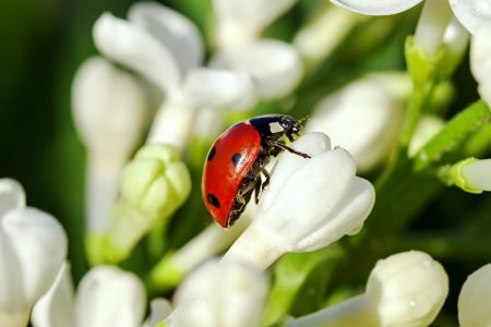 the ladybug creeps on white flowers in the springの写真素材