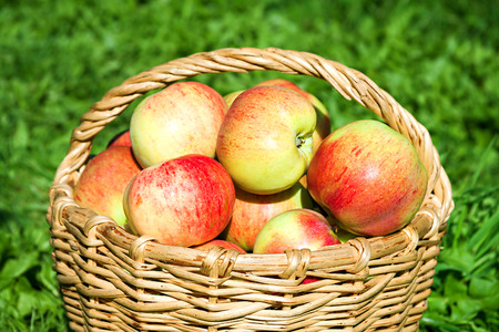 harvesting of red juicy ripe apples in the autumnの写真素材