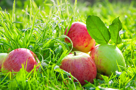 red ripe juicy apples lie on a green grassの写真素材