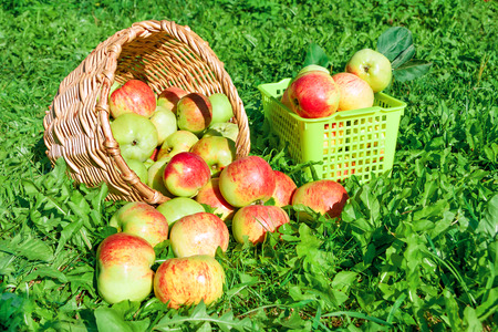 harvesting of red juicy ripe apples in the autumnの写真素材