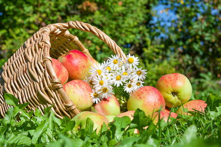 harvesting of red juicy ripe apples in the autumnの写真素材