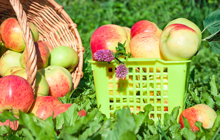 harvesting of red juicy ripe apples in the autumnの写真素材