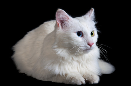 beautiful fluffy white cat with different eyes isolated on a black backgroundの写真素材