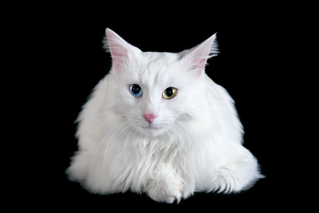 beautiful fluffy white cat with different eyes isolated on a black backgroundの写真素材