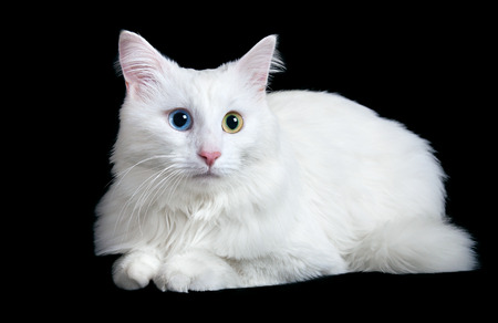 beautiful fluffy white cat with different eyes isolated on a black backgroundの写真素材