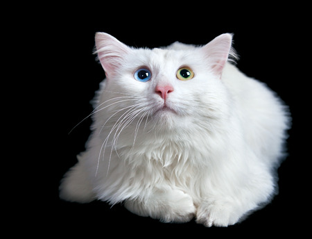 beautiful fluffy white cat with different eyes isolated on a black backgroundの写真素材