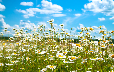 beautiful summer rural landscape with a blossoming meadow and the blue skyの写真素材
