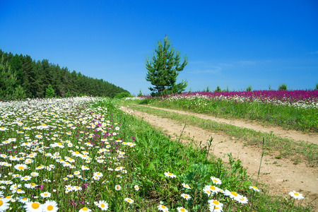 summer landscape with the rural road and a blossoming fieldの写真素材