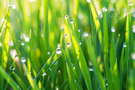 background from a green grass on a lawn with dew dropsの写真素材