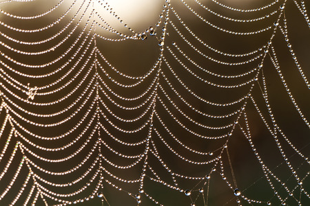 abstract background from a web with dew dropsの写真素材