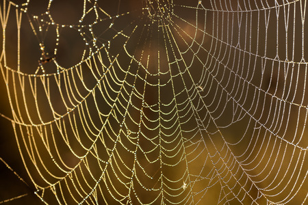 abstract background from a web with dew dropsの写真素材