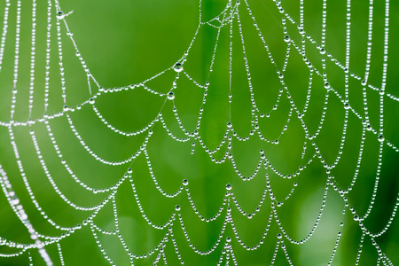 abstract background from a web with dew dropsの写真素材