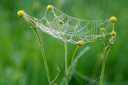 web with drops of dew and a spider on itの写真素材