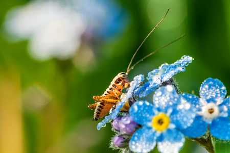 the grasshopper on a summer meadow sits on flowers of a forget me notの写真素材