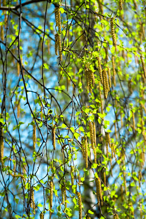 blossoming branches of a birch in the spring against the blue skyの写真素材