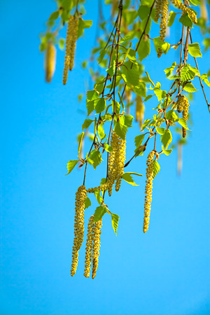blossoming branches of a birch in the spring against the blue skyの写真素材