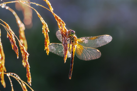 on a summer meadow a dragonfly on a grassの写真素材