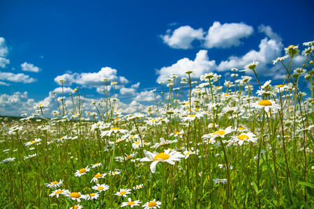 beautiful summer rural landscape with a blossoming meadow and the blue skyの写真素材