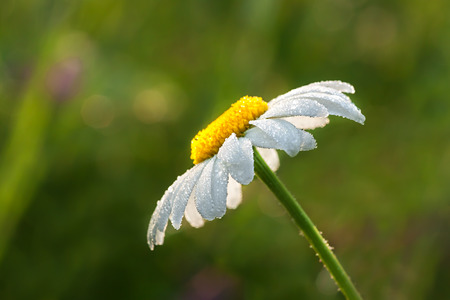 daisy on a meadow in dew dropsの写真素材