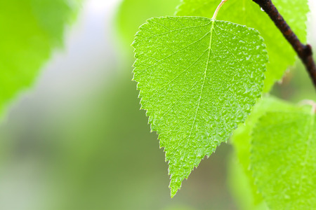 green leaf with water drops close upの写真素材