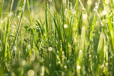 green background from a grass on a lawnの写真素材