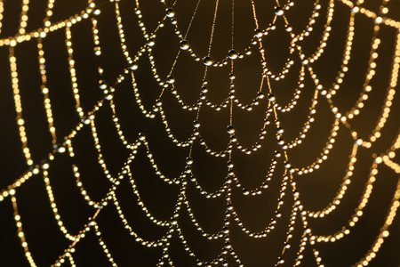 abstract background from a web shine in the sunの写真素材