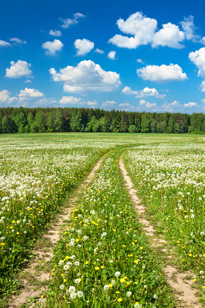 summer rural landscape with a blossoming meadow, the road and the blue skyの写真素材