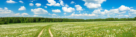 summer landscape panorama with  blossoming  field  with the road and blue skyの写真素材