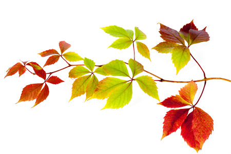 multi colored autumn leaves isolatedの写真素材