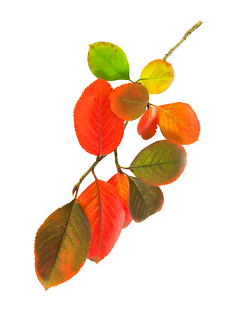 multi colored autumn leaves isolated の写真素材