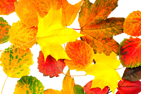 multi colored autumn leaves isolated の写真素材