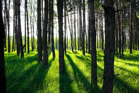 summer landscape with the pine forest in sun beamsの写真素材