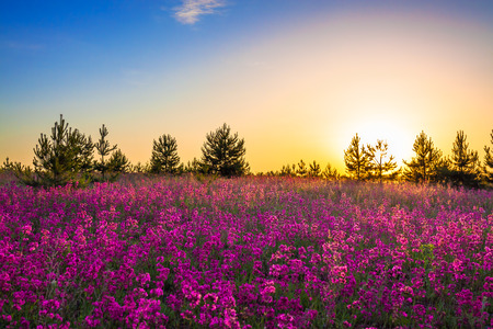 summer rural landscape with purple flowers on a meadow and sunrise