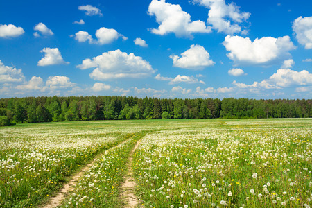 summer rural landscape with a blossoming meadow, the road and the blue skyの写真素材